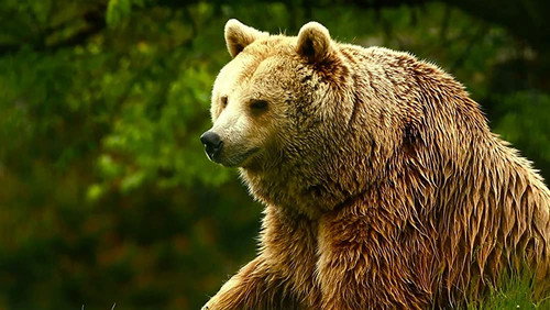 undefined Season 1 Episode 18 - Unedited Footage of a Bear