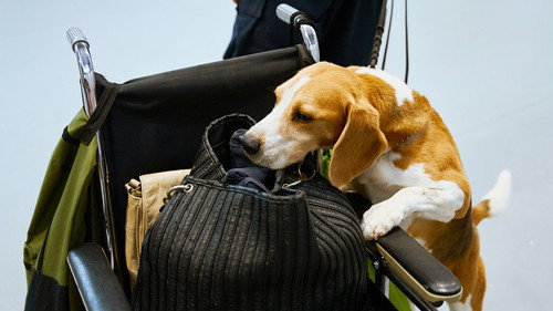 Dog Squad Season 14 Episode 5 - Episode 5