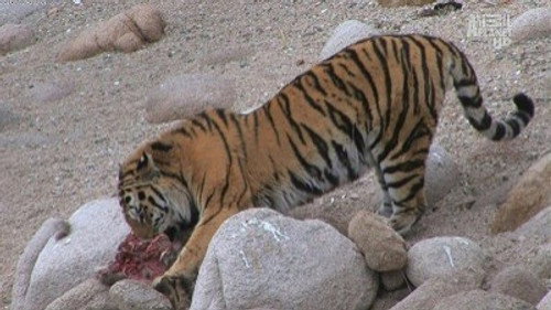 Wild Russia Season 1 Episode 2 - Primorye