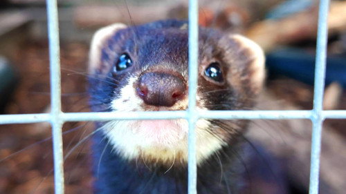 Tom Scott: England Season 1 Episode 13 - We Can’t Invent a Robot Better Than These Ferrets