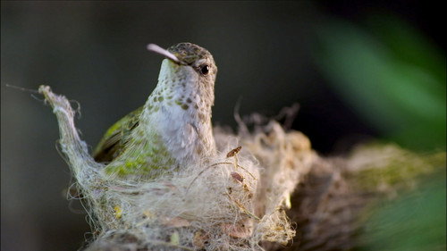 Nature Season 33 Episode 12 - Animal Homes: The Nest