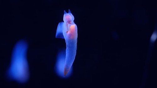 undefined Season 1 Episode 91 - The Origin of Life