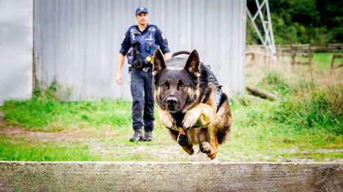 Dog Squad Season 14 Episode 1 - Episode 1