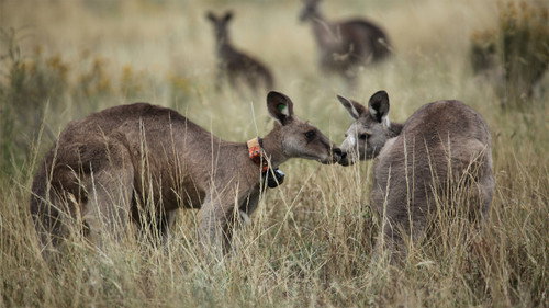 Nature Season 30 Episode 5 - Kangaroo Mob