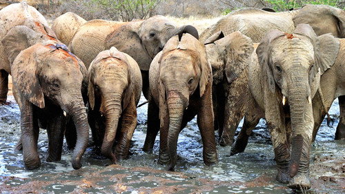 Elephant Diaries Season 1 Episode 1 - Episode 1