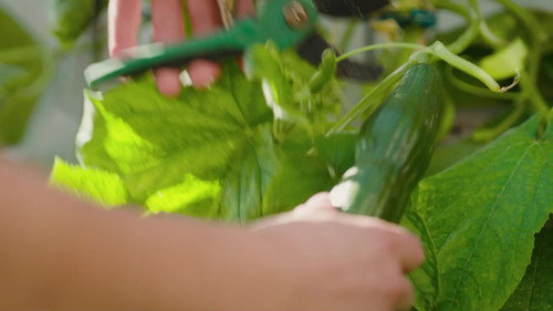 Natur im Garten Season 27 Episode 9 - Episode 9