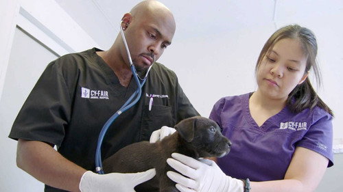 The Vet Life Season 1 Episode 4 - The Vet Mobile