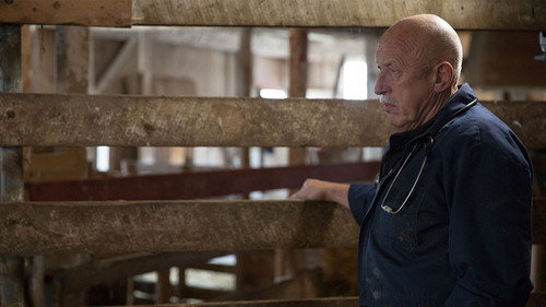 The Incredible Dr. Pol Season 6 Episode 1 - Nerves of Steer