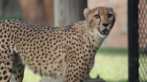 Secrets of the Zoo Season 4 Episode 1 - A Cheetah's Greatest Race