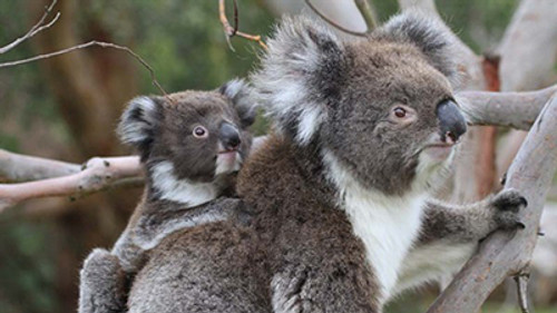 Wild Australia Season 1 Episode 4 - Koala Forest