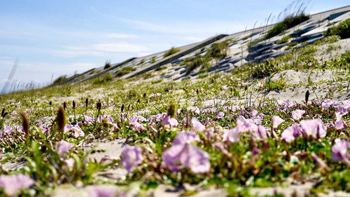 Journeys in Japan Season 13 Episode 16 - Shinhama, Sendai: A Green Sea Wall for the Future