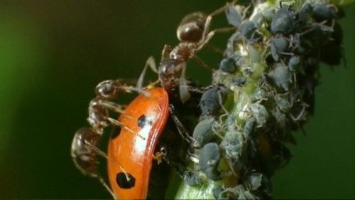 Life in the Undergrowth Season 1 Episode 4 - Intimate Relations