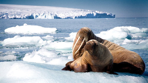 Blue Planet II Season 1 Episode 1 - One Ocean