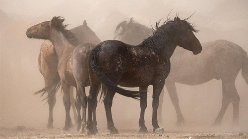 Nature Season 40 Episode 10 - American Horses
