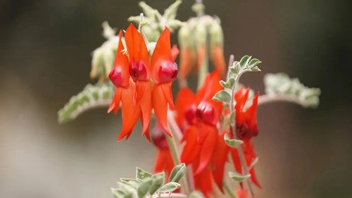 Gardening Australia Season 34 Episode 9 - Episode 9 Wellness, Topiary, Propagate, Wetland & Design
