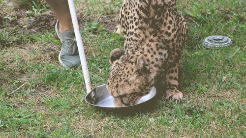 Secrets of the Zoo Season 3 Episode 10 - Cheetah Play Date