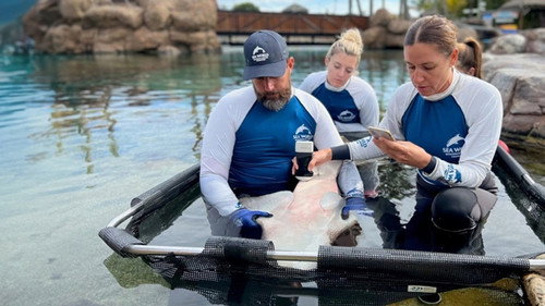 Gold Coast Ocean Rescue Season 1 Episode 4 - Episode 4