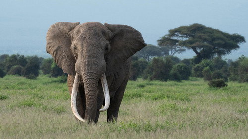 Nature Season 44 Episode 5 - Tusker: Brotherhood of Elephants