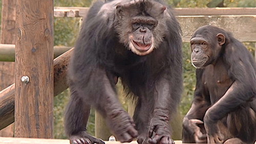 Monkey Business Season 8 Episode 13 - Episode 13