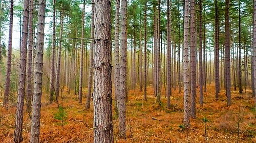 Countryfile Season 36 Episode 14 - Hidden Histories of Sherwood Forest