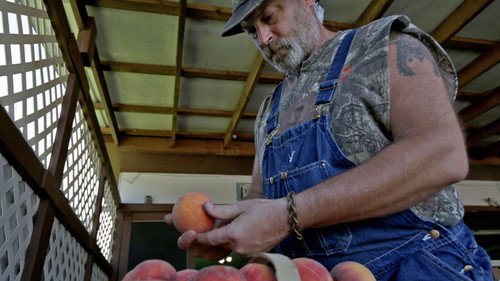 Moonshiners Season 9 Episode 5 - Wedding Cake Shine