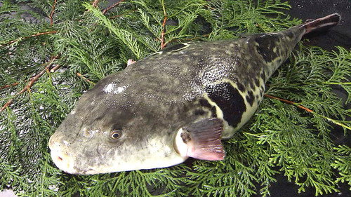 Trails to Oishii Tokyo Season 3 Episode 2 - FUGU