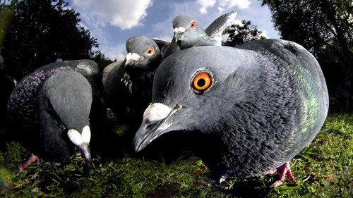 Natural World Season 31 Episode 14 - Unnatural History Of London