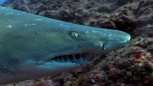 When Sharks Attack Season 5 Episode 1 - Terror in the Gulf