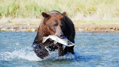 Natural World Season 31 Episode 9 - Grizzlies of Alaska