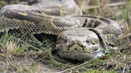 Extreme Snakes Season 1 Episode 2 - Africa