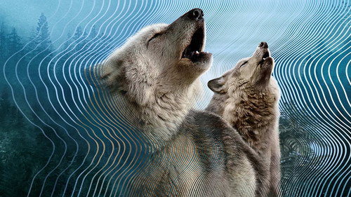 Secret World of Sound Season 1 Episode 3 - Finding a Voice