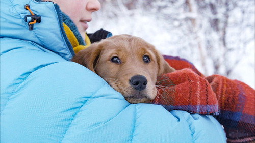 Redningshundene Season 1 Episode 2 - Fresh puppie owners
