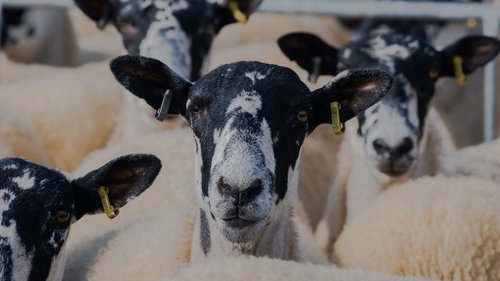 undefined Season 1 Episode 2 - Sheeping