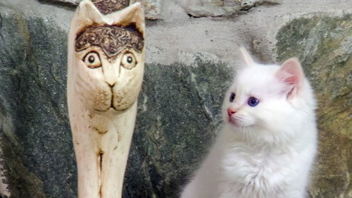 Too Cute Season 5 Episode 11 - Cuddly Kittens