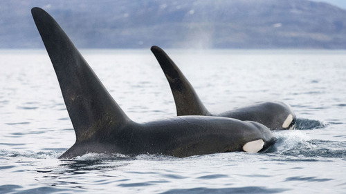 Nature Season 33 Episode 6 - Invasion of the Killer Whales