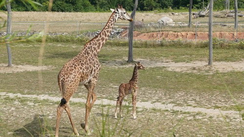 Secrets of the Zoo Season 5 Episode 6 - Giraffe-Ic Park