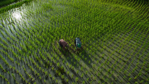 Rice still