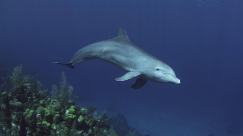Nature Season 35 Episode 16 - Dolphins: Spy in the Pod (1)