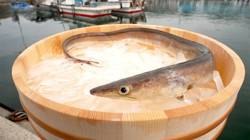 Trails to Oishii Tokyo Season 7 Episode 13 - Hamo