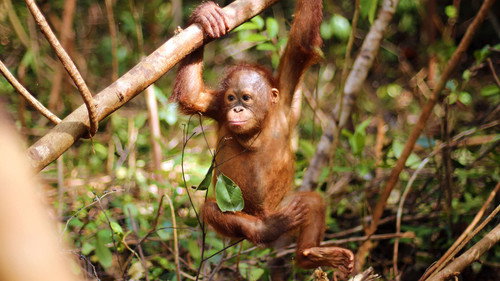 Orangutan Jungle School Season 2 Episode 1 - The Domino Effect