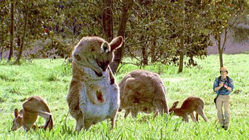 Andy's Wild Adventures Season 2 Episode 3 - Marsupials