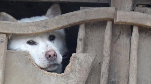 Asia Insight Season 7 Episode 14 - South Korea's Dog Meat Culture