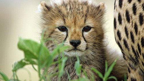 Serengeti Season 1 Episode 2 - Conflict