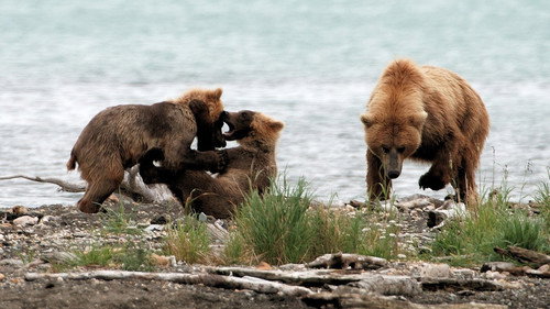 Nature Season 28 Episode 6 - Clash: Encounters of Bears and Wolves