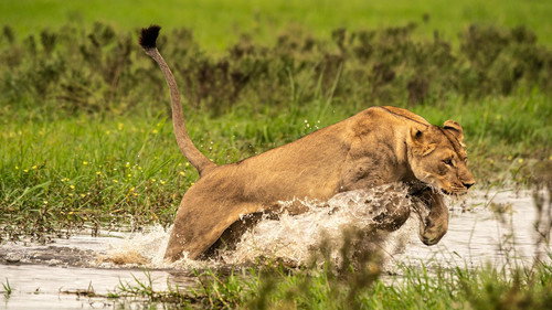 Nature Season 38 Episode 4 - Okavango: River of Dreams: Paradise