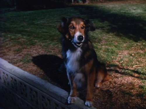 Highway to Heaven Season 5 Episode 12 - It's a Dog's Life