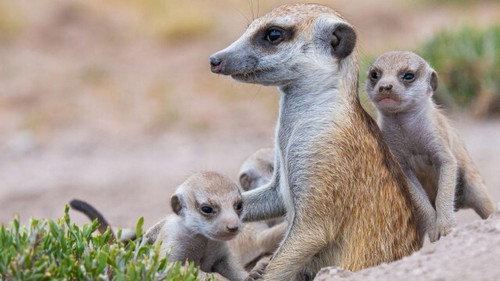 Meerkat Manor: Rise of the Dynasty Season 1 Episode 9 - Gone Girls