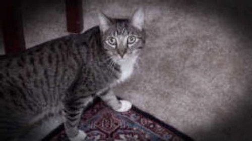 My Cat from Hell Season 6 Episode 6 - Appetite for Destruction