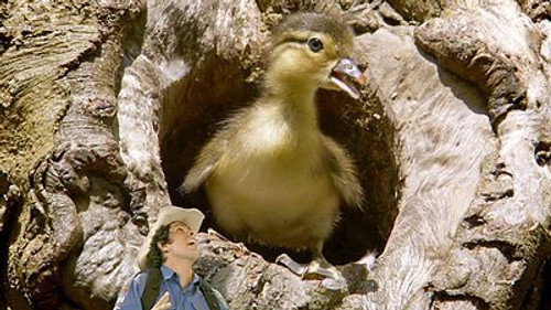 Andy's Wild Adventures Season 2 Episode 7 - Mandarin Ducks