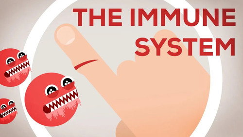 Kurzgesagt - In a Nutshell Season 2 Episode 9 - The Immune System Explained I — Bacteria Infection